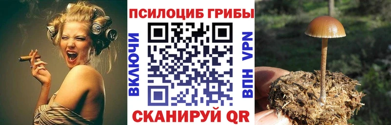 mega ссылки  закладка  Гатчина  darknet формула  Галлюциногенные грибы GOLDEN TEACHER 